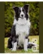 4. Border collie

A border collie-t elsősorban kivételes intelligenciájáról ismerik, de legalább ennyire erősen kötődik a gazdájához is.

Imád együtt dolgozni az emberrel, ezért rendszeres feladatokra és sok mozgásra van szüksége. Ha megkapja a megfelelő figyelmet, szinte folyamatosan a gazdáját figyeli, és örömmel vesz részt minden közös tevékenységben.