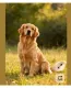 3. Golden retriever

A golden retriever kedves természetével szinte mindenkit levesz a lábáról.

Kimondottan emberközpontú fajta, amely igényli a közös programokat és a folyamatos figyelmet. Híres arról, hogy türelmes a gyerekekkel, jól kijön más állatokkal, és mindig szeretne a család közelében lenni.

Sokan úgy tartják, hogy számára a gazda társasága a legnagyobb jutalom.