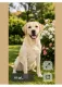 1. Labrador retriever

A labrador retriever nem véletlenül tartozik a világ legnépszerűbb kutyafajtái közé. Barátságos, kiegyensúlyozott természetű, és rendkívül erős kapcsolatot alakít ki a családjával.

Kifejezetten szeret emberek között lenni, ezért rosszul viseli a hosszú egyedüllétet. Gyakran dolgozik vakvezető, terápiás vagy mentőkutyaként is, hiszen megbízható, intelligens és kiválóan együttműködik az emberrel.