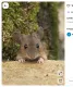 A rendetlenség tökéletes búvóhelyet kínál

A padlás sok családnál afféle „majd egyszer átnézzük” helyiség. Régi dobozok, ruhák, papírok, bútorok és különböző limlomok sorakoznak egymás mellett, ami egy egér számára valóságos búvóhely-paradicsom.

A sok felhalmozott tárgy ugyanis rengeteg rejtekhelyet biztosít, ahol az állatok észrevétlenül meghúzódhatnak. A kartondobozok és papírok ráadásul fészekanyagként is szolgálhatnak. Éppen ezért a rágcsálók elleni védekezés egyik legegyszerűbb lépése, ha időnként rendet teszünk a padláson. A ritkán használt dolgokat érdemes zárható, kemény műanyag tárolókban tartani a könnyen hozzáférhető kartondobozok helyett. Minél kevesebb sötét, zsúfolt zug áll rendelkezésükre, annál kevésbé lesz vonzó számukra a padlás.
