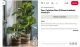 A másik ismert növény a calathea, vagyis a zebralevél, amelyet sokan imádnak látványos mintázatú levelei miatt. Ez a növény azonban kifejezetten magas páratartalmat igényel. Ha túl közel kerül a fűtőtesthez, a levelek széle gyakran barnulni kezd, majd elszárad. Hasonlóan érzékeny a maranta, vagyis a nyílgyökér amely ugyancsak trópusi környezetből származik. A száraz levegő hatására a levelek pöndörödhetnek, elszíneződhetnek, és a növény elveszítheti dekoratív megjelenését.