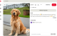 A golden retriever nemcsak barátságos és türelmes természetével hódítja meg az embereket, hanem kivételes tanulási képességeivel is. Rendkívül együttműködő, szívesen teljesíti a gazdája kéréseit, ezért az engedelmességi feladatokat általában könnyedén sajátítja el. Gyakran találkozhatunk vele vakvezető kutyaként, terápiás kutyaként vagy mentőkutyaként, hiszen intelligenciája mellett kiegyensúlyozott idegrendszere és empatikus viselkedése is alkalmassá teszi ezekre a feladatokra.