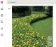 Az örökzöld orbáncfű, különösen a Hypericum calycinum, alacsony termetű, sűrűn terjedő növény, amely enyhébb teleken egész télen megőrizheti zöld lombjának jelentős részét. Nyáron nagy, élénksárga virágokat hoz, amelyek látványos kontrasztot alkotnak a sötétzöld levelekkel. Elsősorban talajtakaróként érdemes ültetni, például rézsűkre, fák alá vagy olyan kertrészekbe, ahol nehéz összefüggő növényzetet kialakítani. Jól viseli a félárnyékot, és ha már megerősödött, viszonylag kevés gondozást igényel. Fontos azonban tudni, hogy a keményebb magyarországi teleken a levelei egy része elfagyhat vagy lehullhat, ezért nem minden körülmények között marad teljesen zöld. Tavasszal rendszerint újra kihajt, és hamar visszanyeri dús megjelenését.