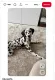 Cavalier King Charles spániel

A Cavalier King Charles spánielt évszázadokon át elsősorban társasági kutyaként tartották, így nem meglepő, hogy számára az ember közelsége szinte létszükséglet. Rendkívül kedves, gyengéd és ragaszkodó fajta, amely rendszerint erős kapcsolatot alakít ki családtagjaival, és legszívesebben a gazdája mellett tölti a nap nagy részét. A cavalierek kifejezetten a társas érintkezésből merítenek, és nem tartoznak azok közé a kutyák közé, amelyek jól érzik magukat, ha huzamosabb ideig egyedül maradnak. Éppen ezért kevésbé ideális választás annak, aki rendszeresen nyolc-tíz órát tölt távol otthonától. A fajta ugyan nem igényel olyan intenzív fizikai terhelést, mint például egy munkakutya, érzelmileg azonban nagyon igényli az emberi jelenlétet. Megfelelő, fokozatos szoktatással természetesen megtanulhat rövidebb időszakokat egyedül tölteni, de a rendszeres, egész napos magány nem igazán illik természetéhez.