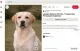 Labrador retriever

A labrador retriever barátságos, kiegyensúlyozott természete miatt a világ egyik legnépszerűbb családi kutyája, ebből azonban könnyű arra következtetni, hogy bármilyen életformához gond nélkül alkalmazkodik. A valóság azonban ennél árnyaltabb. A labradort ugyanis szintén arra tenyésztették, hogy szorosan együttműködjön az emberrel, és a fajta általában kifejezetten társaságkedvelő, családcentrikus. A fiatal labradorok ráadásul különösen energikusak és játékosak, ezért megfelelő lemozgatás és elfoglaltság nélkül a magány gyorsan unalomba fordulhat. Ilyenkor a kutya rághat, szétszedhet tárgyakat vagy más módon vezetheti le felesleges energiáját. Ettől még egy dolgozó embernek természetesen lehet boldog labradorja, de ha rendszeresen egész nap távol van, kutyasétáltatóra, napközbeni foglalkozásra vagy más segítségre lehet szükség.