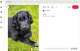 Flat-coated retriever

A flat-coated retriever Magyarországon jóval ritkább, mint a labrador vagy a golden retriever, pedig rendkívül vidám, intelligens és szeretetteljes kutya. Éppen erős társaságigénye miatt azonban nem feltétlenül ideális annak, aki szinte minden nap hosszú órákra magára hagyná. A szeparációs szorongás náluk nagyon jellemző: a flat-coated retrievert kifejezetten függő, könnyen izgalomba jövő, az egyedülléttel kapcsolatos problémákra hajlamos fajtaként jellemzik. Ezek a retrieverek nagyon erősen kötődnek családjukhoz, emellett energikusak és játékosak, vagyis testi és szellemi elfoglaltságra egyaránt szükségük van, a hosszú, ingerszegény órák ezért különösen nehezek lehetnek számukra. Ha frusztrálttá vagy szorongóvá válnak, azt többek között tartós ugatással, nyüszítéssel vagy rombolással jelezhetik. A fajta sokkal inkább olyan otthonban érzi jól magát, ahol sok közös program, rendszeres mozgás és valódi családi társaság várja.