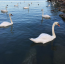 A Balaton Európa egyik legjelentősebb vízimadár-élőhelye. Szép számmal találkozhatunk többek között bütykös hattyúval, tőkés récével, kis vöcsökkel, szárcsával vagy éppen nádirigóval.