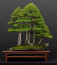 Erdő bonsai: Ahogy azt a név sugallja, ez a fajta fácska úgy néz ki, akár egy miniatűr erdő. Nagyobb méretű, így elhelyeznünk is ehhez mérten kell. Egy magas cipős szekrény tetején, vagy a dohányzóasztalon elhelyezve például nagyon feltudja dobni a lakást.
Erdő bonsai: Ahogy azt a név sugallja, ez a fajta fácska úgy néz ki, akár egy miniatűr erdő. Nagyobb méretű, így elhelyeznünk is ehhez mérten kell. Egy magas cipős szekrény tetején, vagy a dohányzóasztalon elhelyezve például nagyon feltudja dobni a lakást.