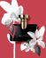 BVLGARI - Jasmin Noir
BVLGARI - Jasmin Noir