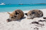 Big Major Cay – Bahamas
Big Major Cay egy apró, lakatlan sziget a Bahamákon, amely népszerű a hajósok körében. A legnagyobb turistalátványosságok itt a vízben úszkáló malacok. Azt nem tudjuk, hogy hogy kerültek a malacok erre a szigetre, valószínűleg odatévedő tengerészek hagyták hátra, akik vissza akartak térni, a malacokat pedig élelemtartaléknak szánták. A hajósok nem tértek vissza, a malacok pedig benépesítették a szigetet. Sőt, azt is megtanulták, hogyha hajók érkeznek a sziget mellé és beúsznak a vízbe, akkor megszerezhetik a finom falatokat.
Big Major Cay – Bahamas
Big Major Cay egy apró, lakatlan sziget a Bahamákon, amely népszerű a hajósok körében. A legnagyobb turistalátványosságok itt a vízben úszkáló malacok. Azt nem tudjuk, hogy hogy kerültek a malacok erre a szigetre, valószínűleg odatévedő tengerészek hagyták hátra, akik vissza akartak térni, a malacokat pedig élelemtartaléknak szánták. A hajósok nem tértek vissza, a malacok pedig benépesítették a szigetet. Sőt, azt is megtanulták, hogyha hajók érkeznek a sziget mellé és beúsznak a vízbe, akkor megszerezhetik a finom falatokat.