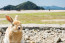 Ōkunoshima
Ōkunoshima egy kis sziget Japán belső tengerében. A Hirosimához közel lévő lévő Takehara város részének tekintik. Tadanoumiból és Ōmishimából komppal érhető el. A szigeten kempingek, túraútvonalak és történelmi nevezetességek találhatók. A földrészt gyakran Usagi Shimának hívják a szigeten kóborló számos nyúl miatt.
Ōkunoshima
Ōkunoshima egy kis sziget Japán belső tengerében. A Hirosimához közel lévő lévő Takehara város részének tekintik. Tadanoumiból és Ōmishimából komppal érhető el. A szigeten kempingek, túraútvonalak és történelmi nevezetességek találhatók. A földrészt gyakran Usagi Shimának hívják a szigeten kóborló számos nyúl miatt.