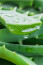 Aloe vera
Az aloe vera gyulladáscsökkentő tulajdonságai szintén enyhíthetik a visszerek láthatóságát. Fontos viszont, hogy tiszta aloe vera gélt használj, amely nem tartalmaz olyan összetevőket, melyek irritálhatják bőrödet!
Aloe vera
Az aloe vera gyulladáscsökkentő tulajdonságai szintén enyhíthetik a visszerek láthatóságát. Fontos viszont, hogy tiszta aloe vera gélt használj, amely nem tartalmaz olyan összetevőket, melyek irritálhatják bőrödet!