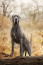 2. Német dog
A német dog, vagy más néven dán dog, az egyik legmagasabb kutyafajta a világon. Ezek a kutyák gyakran elérik a 70-90 centiméteres marmagasságot, és testsúlyuk 45-90 kg között mozoghat. A német dogok rendkívül elegáns megjelenésűek, és gyakran barátságosak és szociálisak. Azonban méretük miatt sok mozgásra és nagyobb helyre van szükségük.
2. Német dog
A német dog, vagy más néven dán dog, az egyik legmagasabb kutyafajta a világon. Ezek a kutyák gyakran elérik a 70-90 centiméteres marmagasságot, és testsúlyuk 45-90 kg között mozoghat. A német dogok rendkívül elegáns megjelenésűek, és gyakran barátságosak és szociálisak. Azonban méretük miatt sok mozgásra és nagyobb helyre van szükségük.