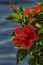 Hibiszkusz
Egzotikus külseje miatt szintén a beszerezhető balkonnövények egyik legkedveltebb darabja. Ráadásul már tavasszal is nyugodtan kiültethetjük, ugyanis egészen őszig színesbe borítja az erkélyünket. A hibiszkusz szintén nagyon jól bírja a nyári meleget, de mindig érdemes nedvesen tartani a földjét. Ráadásul, ha figyelmesen gondozzuk, akkor a jutalmunk sem marad el, a hibiszkusz virágai kellemes árnyékba fogják borítani az erkélyünket a forró nyári napokon.
Hibiszkusz
Egzotikus külseje miatt szintén a beszerezhető balkonnövények egyik legkedveltebb darabja. Ráadásul már tavasszal is nyugodtan kiültethetjük, ugyanis egészen őszig színesbe borítja az erkélyünket. A hibiszkusz szintén nagyon jól bírja a nyári meleget, de mindig érdemes nedvesen tartani a földjét. Ráadásul, ha figyelmesen gondozzuk, akkor a jutalmunk sem marad el, a hibiszkusz virágai kellemes árnyékba fogják borítani az erkélyünket a forró nyári napokon.