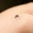 Ezen kívül a testhő egy nagyon fontos jelző.&nbsp;Ez azt jelenti, hogy azok, akiknek valamivel magasabb a testhőmérsékletük, nagyobb valószínűséggel szenvednek el csípéseket. Ha&nbsp;sportolsz és sokat mozogsz, vagy alkoholt fogyasztasz, akkor sokkal vonzóbb vagy a szúnyogok számára.&nbsp;
