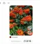 Tűztövis (Pyracantha): A rózsafélék családjába tartozó tűztövis látványos piros bogyóiról ismert, és termései cianogén glikozidokat tartalmaznak. Bár nem sorolható a legsúlyosabban mérgező részek közé, nyersen és nagyobb mennyiségben elfogyasztva komoly emésztőrendszeri panaszokat,&nbsp;többek között hasi fájdalmat, hányást és hasmenést okoz a kutyáknak, így fogyasztás esetén feltétlenül állatorvosi segítségre van szükség.
