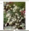 Hóbogyó (Symphoricarpos albus): A hóbogyónak mind a fehér termése, mind a gyökere mérgező a házi kedvencekre nézve. Ha a kutya fogyaszt belőle, az hányást, hasmenést, valamint a bőr és a nyálkahártya irritációját idézheti elő. Amennyiben ezeket a jeleket tapasztaljuk, azonnal távolítsuk el a növényt a kutya közeléből, és forduljunk állatorvoshoz.
