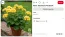 A muskátli öntözése a hőségben azért is kényes kérdés, mert a tűző napra kijuttatott víz gyorsan felforrósodik, és akár gyökérkárosodást is okozhat. A legjobb, ha a locsolás kora reggel vagy késő este történik, amikor a cserép már nem forró, és a növénynek van ideje felvenni a vizet, mielőtt a nap újra teljes erővel sütni kezd. A kánikulában a muskátli levelei is érzékenyebbé válnak, ezért a szakértők nem javasolják a levelek permetezését, mert a vízcseppek lencseként viselkedhetnek, és perzselődést okozhatnak. A talaj nedvességének megőrzésében sokat segít, ha a cserép nem közvetlenül a forró betonon vagy erkélyburkolaton áll, hanem egy fa- vagy műanyag alátéten, amely csökkenti a gyökérzóna túlmelegedését.
A muskátli öntözése a hőségben azért is kényes kérdés, mert a tűző napra kijuttatott víz gyorsan felforrósodik, és akár gyökérkárosodást is okozhat. A legjobb, ha a locsolás kora reggel vagy késő este történik, amikor a cserép már nem forró, és a növénynek van ideje felvenni a vizet, mielőtt a nap újra teljes erővel sütni kezd. A kánikulában a muskátli levelei is érzékenyebbé válnak, ezért a szakértők nem javasolják a levelek permetezését, mert a vízcseppek lencseként viselkedhetnek, és perzselődést okozhatnak. A talaj nedvességének megőrzésében sokat segít, ha a cserép nem közvetlenül a forró betonon vagy erkélyburkolaton áll, hanem egy fa- vagy műanyag alátéten, amely csökkenti a gyökérzóna túlmelegedését.