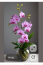 Orchidea

Az orchidea sokak számára kényes növénynek tűnik, pedig egy megfelelően világos fürdőszobában kifejezetten jól érezheti magát. A magasabb páratartalom kedvező lehet számára, feltéve, hogy elegendő szórt fényt kap.

Egy ablakpárkányon vagy világos polcon gyönyörű dekoráció lehet, ráadásul a virágai miatt azonnal elegánsabbá teszi a helyiséget.

Közvetlen, erős napsütésnek viszont ne tedd ki, és az öntözésnél is jobb a visszafogottság. Az orchidea nem attól lesz boldog, ha minden nap elárasztod vízzel.
