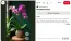 Sok lakásban található orchidea is, amely bár nem minden fajtájában egyformán érzékeny, általában szintén jobban érzi magát a radiátoroktól távol. A folyamatosan áramló meleg levegő kiszáríthatja a gyökereket és a leveleket, ami hosszabb távon gyengítheti a növényt, és kedvezőtlenül befolyásolhatja a virágzást.
Sok lakásban található orchidea is, amely bár nem minden fajtájában egyformán érzékeny, általában szintén jobban érzi magát a radiátoroktól távol. A folyamatosan áramló meleg levegő kiszáríthatja a gyökereket és a leveleket, ami hosszabb távon gyengítheti a növényt, és kedvezőtlenül befolyásolhatja a virágzást.