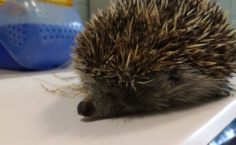 Pöfi a sün a Rex gondozásában