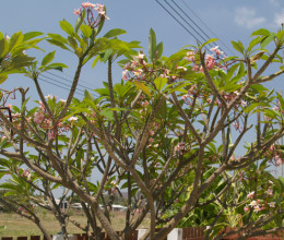 Kerti “lakók”, trópusi élővilág - Blogbejegyzés