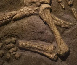 Tíz éve lopták el a dinoszaurusz csontvázát, hihetetlen, hogyan került vissza az eredeti helyére