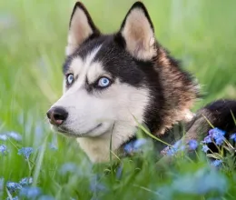 Minden éjjel a babaágynál őrködik a hűséges husky: könnyeket fakaszt, amit a kisfiú tesz
