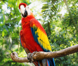 15 embert vettek őrizetbe, amikor ez a papagáj kimondott 3 szót - Videó