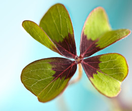 Novemberi szerencsehoroszkóp: ez a 4 csillagjegy a hónap abszolút nyertese Novemberi szerencsehoroszkóp: ez a 4 csillagjegy a hónap abszolút nyertese