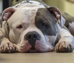 Hamarosan betiltanak egy kutyafajtát Angliában - Trénerként jártam körül a témát Hamarosan betiltanak egy kutyafajtát Angliában - Trénerként jártam körül a témát