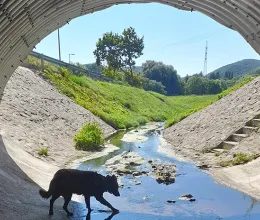 A te kutyád hozhat döntést? Ezért lesz jó, ha hagyod neki A te kutyád hozhat döntést? Ezért lesz jó, ha hagyod neki