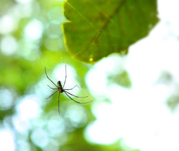 100 forintos, vegyszermentes trükk: ezt a fűszert szórd a lábtörlő alá, és többé nem jönnek be a pókok a házba 100 forintos, vegyszermentes trükk: ezt a fűszert szórd a lábtörlő alá, és többé nem jönnek be a pókok a házba