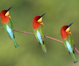 Mindhárom madarat kiszúrod az ábrán? Jól vigyázz, 145-ös IQ-val kell rendelkezned a tökéletes megfejtéshez