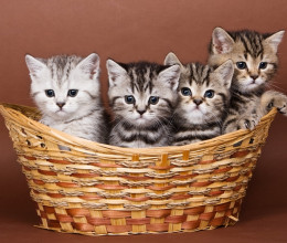 Megtalálod mind a négy macskát a képen? Az emberek 90 százaléka sosem jut el a megoldásig: csak a született lángészeknek sikerül