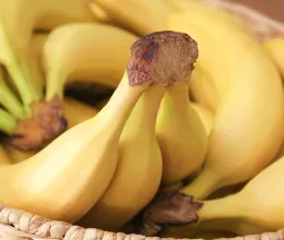 Soha ne edd meg a banánt, ha így néz ki: veszélyes gomba támadhatta meg