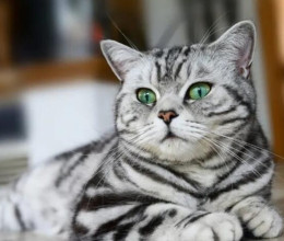 Brit rövidszőrű macska: kedvesség és hűség plüssbundába csomagolva Brit rövidszőrű macska: kedvesség és hűség plüssbundába csomagolva