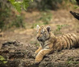 Íme Magyarország 7 legcsodálatosabb állatkertje: látogasd meg mindet, mielőtt véget érne a nyár