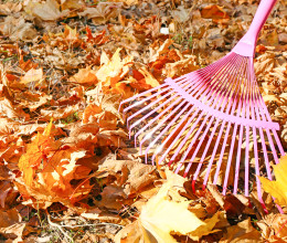 Tényleg muszáj összegereblyézni a leveleket, vagy jobb, ha nem teszed? Tényleg muszáj összegereblyézni a leveleket, vagy jobb, ha nem teszed?