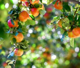 Ezeket a gyümölcsfákat soha ne ültesd a kertbe, ha van, inkább vágd ki Ezeket a gyümölcsfákat soha ne ültesd a kertbe, ha van, inkább vágd ki
