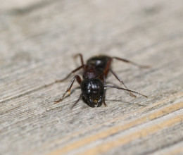 Ez a legjobb filléres módszer a hangyák ellen, a magyarok mégsem alkalmazzák Ez a legjobb filléres módszer a hangyák ellen, a magyarok mégsem alkalmazzák