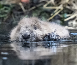 Drámai a helyzet Siklósdnál: Az elszaporodott hódok fenyegetik a Fertő-tó vízutánpótlását Drámai a helyzet Siklósdnál: Az elszaporodott hódok fenyegetik a Fertő-tó vízutánpótlását