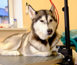 Kozmetikushoz vitték a huskyt: a dráma, ami ezt követte, mindenkit váratlanul ért