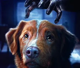 Horrorfilmben lett főszereplő az édes kutya, ma már világsztár Horrorfilmben lett főszereplő az édes kutya, ma már világsztár