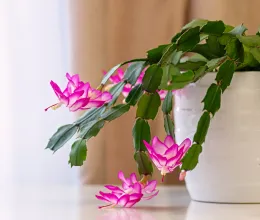 Így locsold a karácsonyi kaktuszt, hogy az ünnepekre virágba boruljon Így locsold a karácsonyi kaktuszt, hogy az ünnepekre virágba boruljon