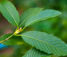 Ezt a gyógynövényt túl sokan fogyasztják, pedig veszélyesebb, mint a legtöbb gyógyszer Ezt a gyógynövényt túl sokan fogyasztják, pedig veszélyesebb, mint a legtöbb gyógyszer