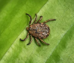 Gyűlölik ezeket az illatokat a kullancsok – Szabályosan menekülni fognak a kertedből Gyűlölik ezeket az illatokat a kullancsok – Szabályosan menekülni fognak a kertedből
