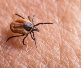 Így érzékeli a kullancs, hogy téged kell megtámadnia