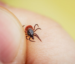 Szigorúan tilos ezt tenni a kullanccsal, másodpercek alatt megfertőzhet Szigorúan tilos ezt tenni a kullanccsal, másodpercek alatt megfertőzhet