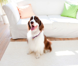 Így szabadulhatsz meg a kutyaszagtól az otthonodban: soha többé nem lesz büdös a házban, ha ezt csinálod